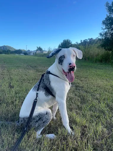 Airlie Beach vet