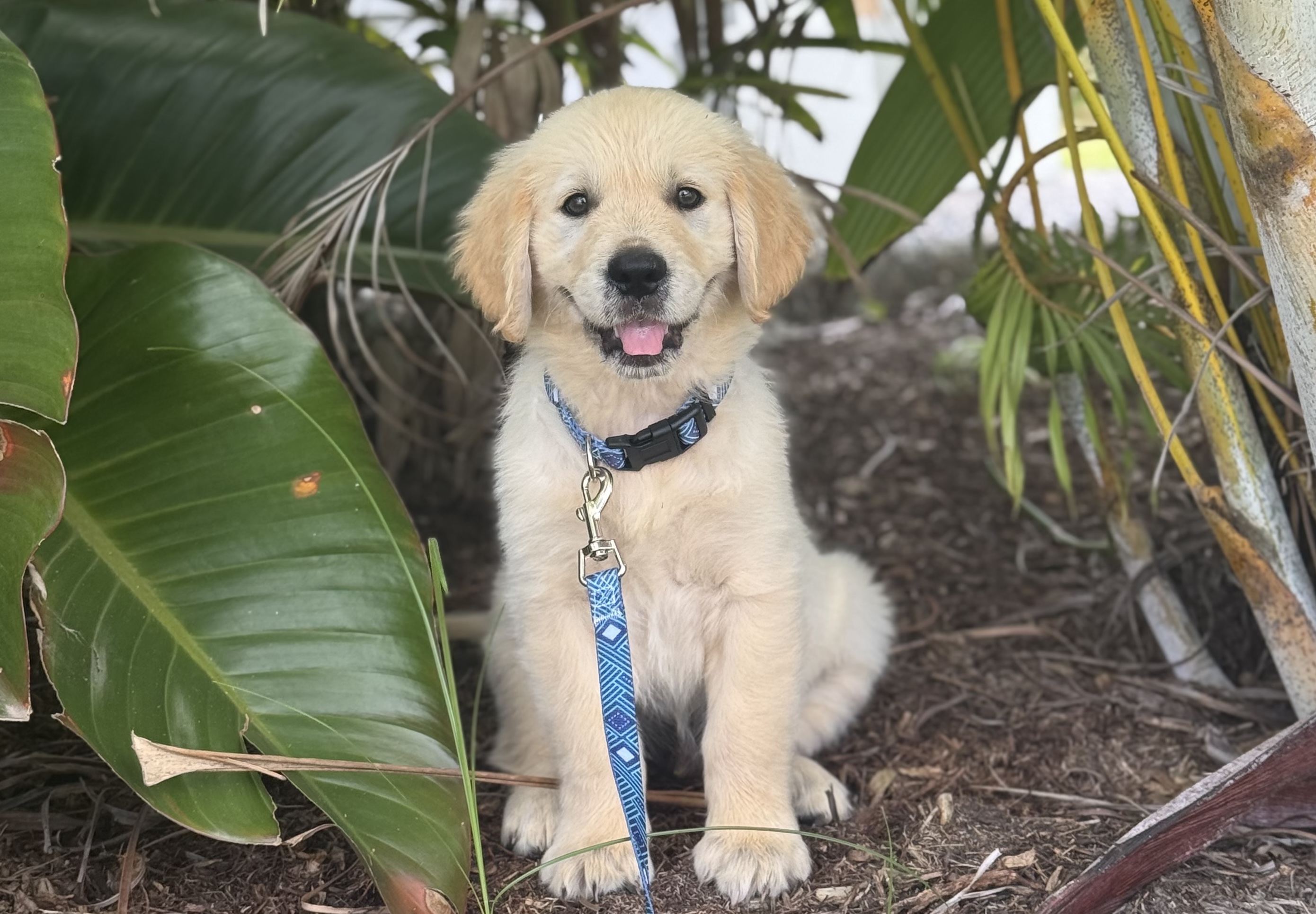 Golden retriever patient